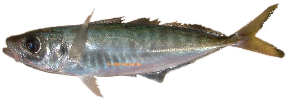 severau