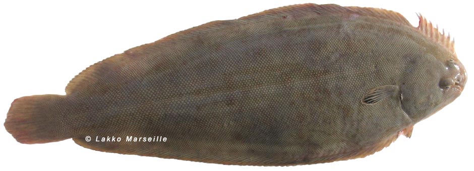 sole, solea solea