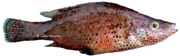 sublet symphodus rostratus