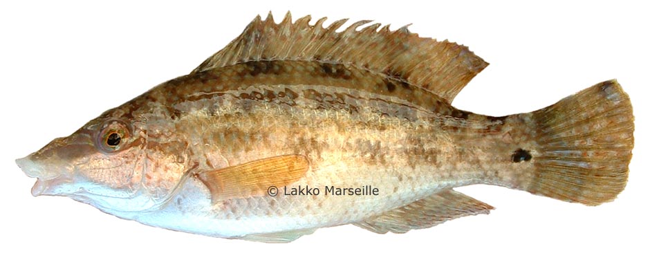 roucaou, labre, symphodus tinca