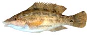 symphodus tinca, roucaou, labre