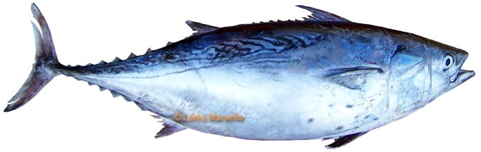 thon rouge, Thunnus thynnus