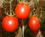tomates bio varits anciennes