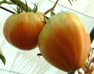 tomates coeur de boeuf roses