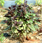 basilic rouge, basiculum purpurascens