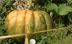 cucurbitace bio