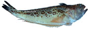 trachinus radiatus, vive araigne