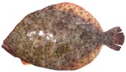 turbot, scophthalmus maximus