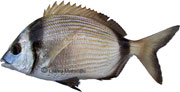veirade, diplodus vulgaris