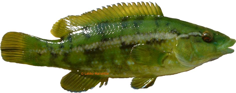 verdao, labrus viridis