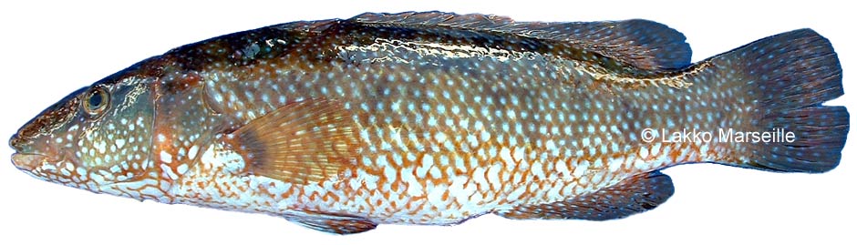 vieille - labrus berggylta